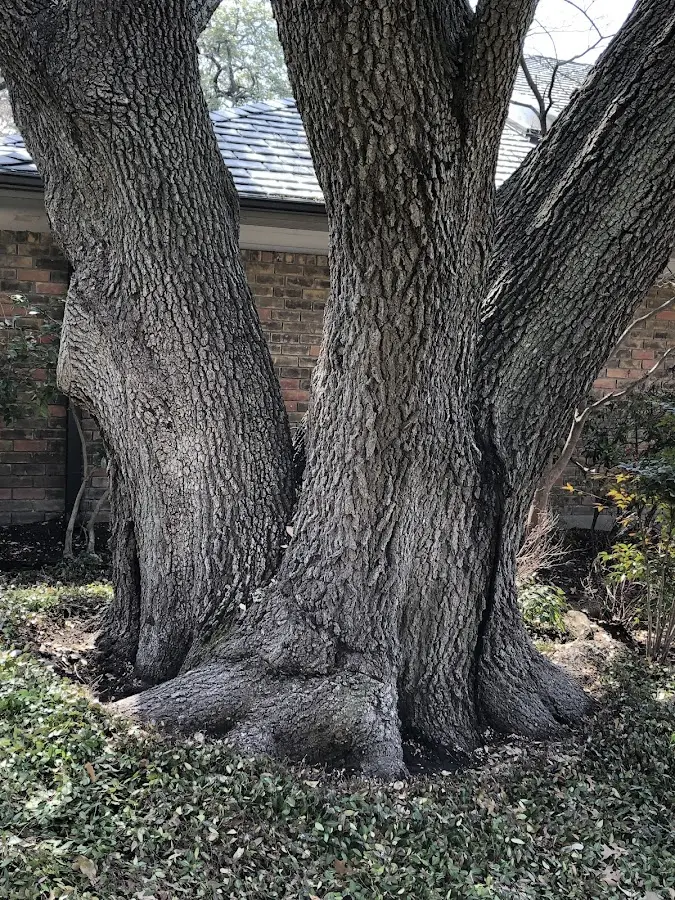 Mature heritage tree close to a Bloomfield property cared for by certified arborists